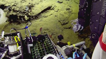 Media type: image;   Invertebrate Zoology 153111 Description: live specimen;